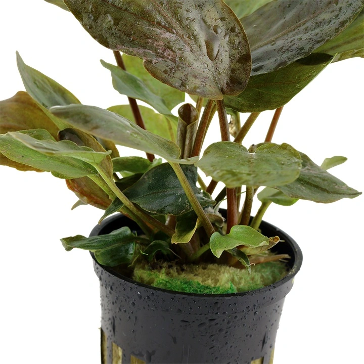 Tropica Akvarieplante i potte Lagenandra meeboldii Red